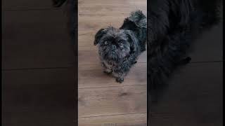 AFFENPINSCHER 101 UNDER 60 SECONDS [upl. by Notniuq809]