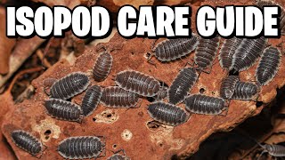 Isopods The Ultimate Beginners Guide to Care amp Breeding [upl. by Trinia553]