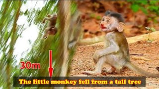 The mother monkey was holding baby monkey and climbing a tree when baby monkey suddenly fell [upl. by Nimad]