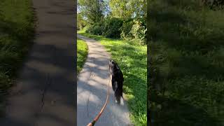 Off leash Border Collie On a leash [upl. by Lenore393]