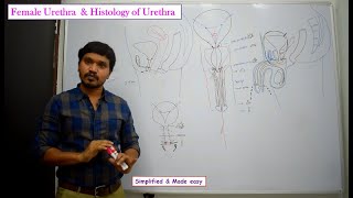 Anatomy of Female Urethra amp Histology of Urethra [upl. by Gettings]