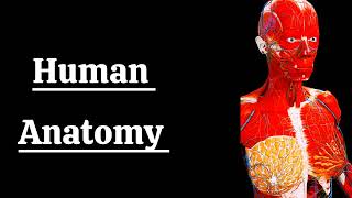 Animated Human anatomy digestivesystem reproduction anatomy animated [upl. by Artair789]