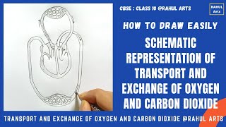 Schematic representation of transport and Exchange of oxygen and carbon dioxide  How to Draw Easily [upl. by Rhoades404]