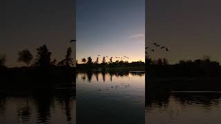 Finally Captured Canadian Geese Arriving at Kiwanis Lake [upl. by Dita]