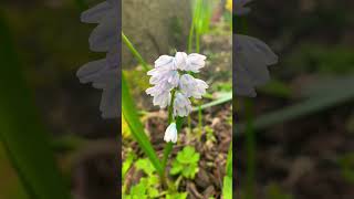 Puschkinia Flower  Striped Squill Plant Outdoors [upl. by Adien]