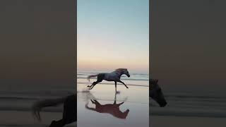 lindo cavalo correndo na praia [upl. by Magnolia239]