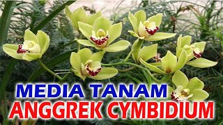 MEDIA ANGGREK CYMBIDIUM [upl. by Kobe]