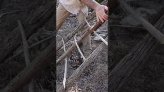 Weaving Willow Frame Into Wickiup Shelter survival primitiveskills bushcraft shelter [upl. by Ennovihc]