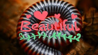 10 most beautiful Millipedes [upl. by Voltmer]