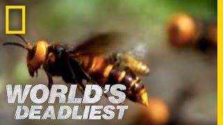 Beware the Giant Hornets  Worlds Deadliest [upl. by Nam263]