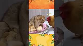 The cat learns to be a mother by taking care of the chicks animailsfunnycats funny [upl. by Ingmar]