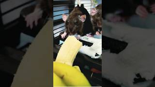 Rat eating bananashortvideo funny rat [upl. by Enneibaf]