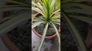 Pandanus veitchiiindoorplant nature gardening garden [upl. by Cadmar]