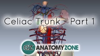 Celiac ArteryTrunk  Part 1  Anatomy Tutorial [upl. by Eudocia]