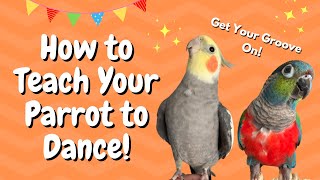 How to Teach Your Parrot to Dance  BirdNerdSophie [upl. by Ecylahs480]