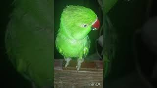 Mai hoo tuity🌹🦜🦜yt shorts Bird lover Nikki keshriblogs55 [upl. by Chesney500]