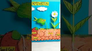 Seed Germination Model shorts viralvideo youtubeshorts scienceproject ytshortsindia [upl. by Mancino243]