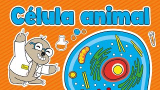 La célula animal  Partes de la célula animal [upl. by Knute20]