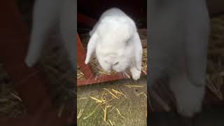 Some Tiddles for you because why not music cute shortvideo animal rabbit [upl. by Aymer]