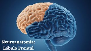 Generalidades de Neuroanatomía  LÓBULO FRONTAL Funciones Anatomía y Características Esenciales [upl. by Kenlay]