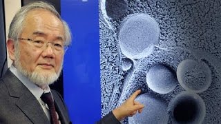 SelfEating Cell Research Wins Nobel in Medicine [upl. by Kelvin]