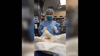 53753647YarmillaOrtizCasianoSkill1 Canine orchiectomy [upl. by Syned]