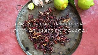 ¿Cómo se recolectan y cocinan los chapulines en Oaxaca [upl. by Eem]