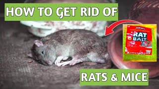 Get Rid of Mice and Rats INSTANTLY Secret Brodifacoum Rats Killer  Best Rat Poison [upl. by Hekking453]