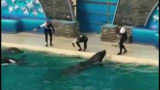 Killer Whale Shamu Kills Trainer at Seaworld [upl. by Robby]