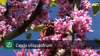 Cercis siliquastrum [upl. by Verina901]