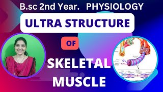 Ultra Structure Of Skeletal Muscle BSc 2nd yearStriated MuscleUltra Voluntary Muscle fiber [upl. by Ultun]