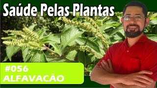 Saúde Pelas Plantas  Alfavacão peitoral antigripal expectorante repelente [upl. by Clute]