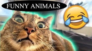 BEST FUNNY ANIMALS VIDEOS😂  Funny Dogs And Cats Videos 2024🤣😹 funny [upl. by Macomber]