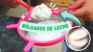 ¿Cómo cuidar los BÚLGAROS DE LECHE🥛 ✅ ACTUALIZADO  La vida de una psicóloga 🧠 [upl. by Nonna]