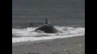 Kid Gets eaten by Shark or Whale on Beach [upl. by Eitsyrc]