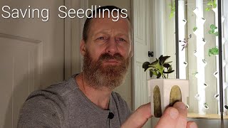 Gardyn Saving Seedlings  MUST Watch For New Growers [upl. by Barnie]