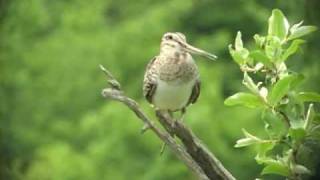 オオジシギ Lathams Snipeが囀る Singing Bird Snipe [upl. by Ainel]