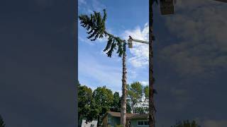 Tree removal in Page ND bobcatequipment treeservice dakotalogger [upl. by Marriott]