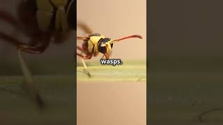 Mind Blowing Wasp Facts You Didnt Know [upl. by Anawaj]