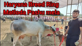 हरियाणा नस्ल👉की Milk Beauty😍 Matloda mela रिंग💪 [upl. by Natica471]