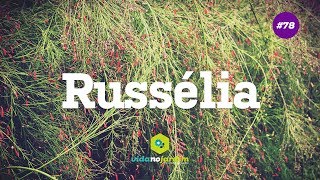 Russélia [upl. by Karim]