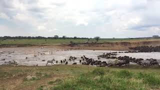 A fivehour wildebeest and zebra crossing in the Makutano crossing point [upl. by Orfurd]