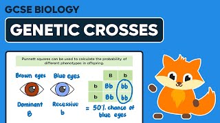 Genetic Crosses amp Punnett Squares  GCSE Biology [upl. by Yatnwahs]