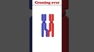 Crossing over animation biology crossingover [upl. by Nolrah133]