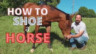 How to Shoe a Horse  Important Tips and Tricks for Horse Shoeing [upl. by Swerdna]