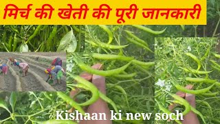 Mirchi ki kheti  Hari mirch ki kheti kese kare  mirch 078 ki kheti  मिर्च की खेती [upl. by Rockafellow]