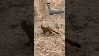 Meet a baby suricate youtube youtubeshorts enjoyeverydayoflife animals ytshorts [upl. by Nart]