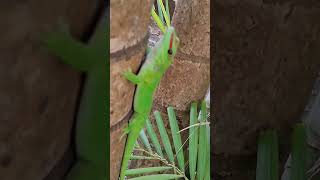 Phelsuma grandis a species of day gecko seen at the Veranda Grand Baie hotel in Mauritius [upl. by Hamaso]