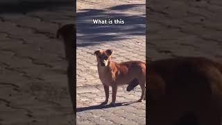 The camera recorded it wrongly music phonkytrapslowedbassboosted dogsupport subscribemychannel [upl. by Tebor946]