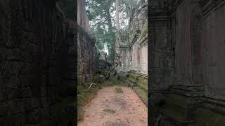 No Filter No Sound Added Ta Prohm Temple Siem Reap Cambodia 🇰🇭 [upl. by Bondon]